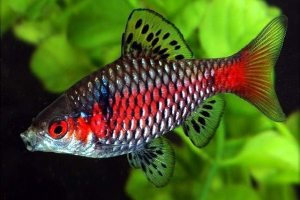 Scarlet barbas - malo in zelo barvita akvarijska riba